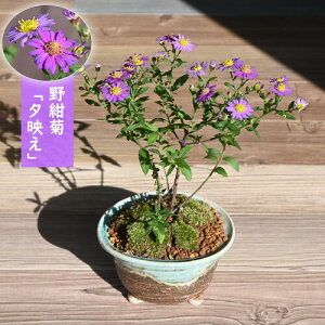 NA~j2025N10`11JԉԔ mRMN [f A R쑐 N 썮e A i`K[f 񂹐A ؂ 