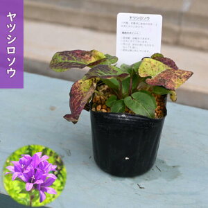 2026�N6�����{�J�� ���㑐 �|�b�g�c �R�쑐 ���N�� ���c�V���\�E �����h�E�炫�J���p�j���� �h����