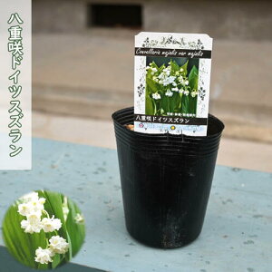 ���d��h�C�c�X�Y���� �|�b�g�c �闖 �R�쑐 �ϊ������N�� �h����