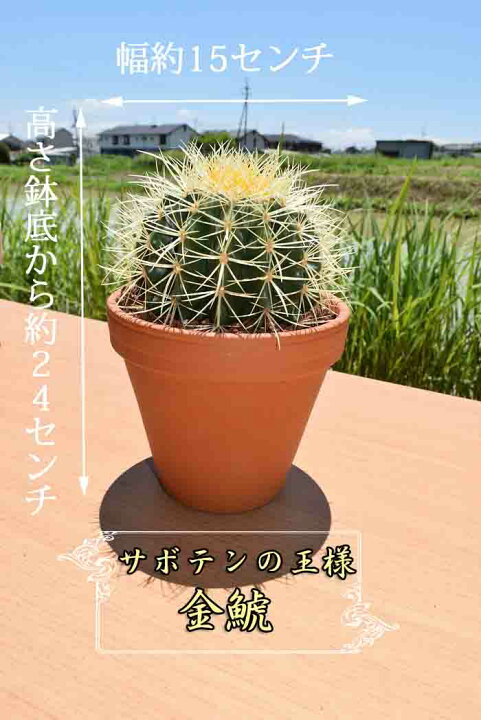 楽天市場】サボテンの王様金鯱サボテン キンシャチ : 園芸百貨店何でも 