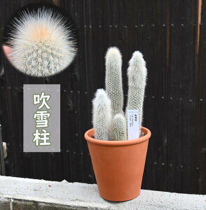 柱サボテン 花の人気商品 通販 価格比較 価格 Com