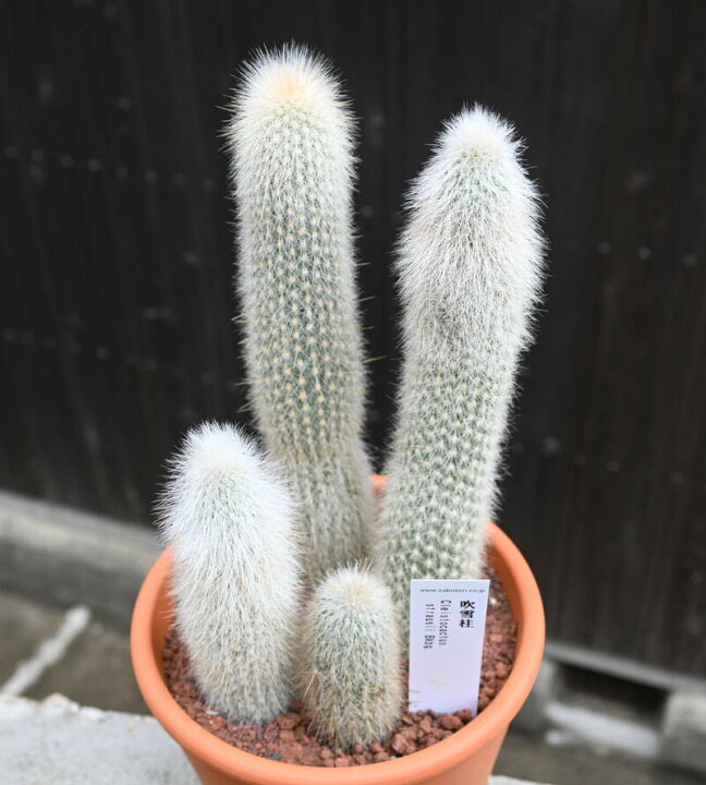 楽天市場】現品 サボテン 吹雪柱 柱サボテン 多肉植物 鉢植え クレイス 