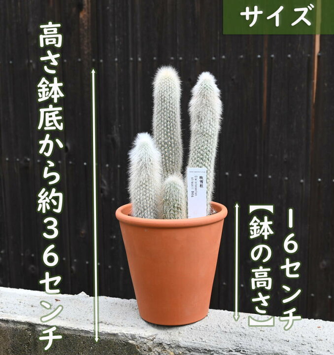楽天市場】現品 サボテン 吹雪柱 柱サボテン 多肉植物 鉢植え クレイス 