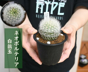 サボテン 花 白 生花の人気商品 通販 価格比較 価格 Com