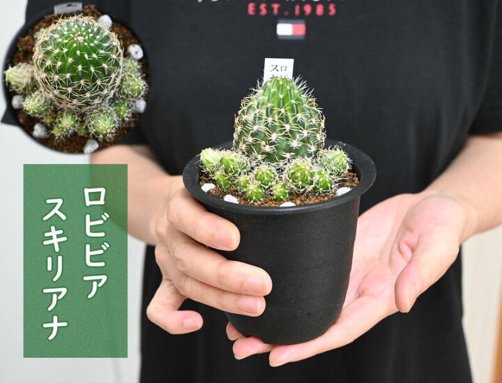 楽天市場 現品 サボテン ロビビア スキリアナ ３号 ぽこぽこ増える花サボテン 多肉植物 園芸百貨店何でも揃うこぼんさい