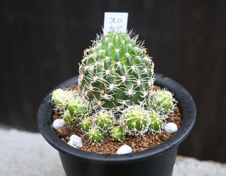 楽天市場 現品 サボテン ロビビア スキリアナ ３号 ぽこぽこ増える花サボテン 多肉植物 園芸百貨店何でも揃うこぼんさい