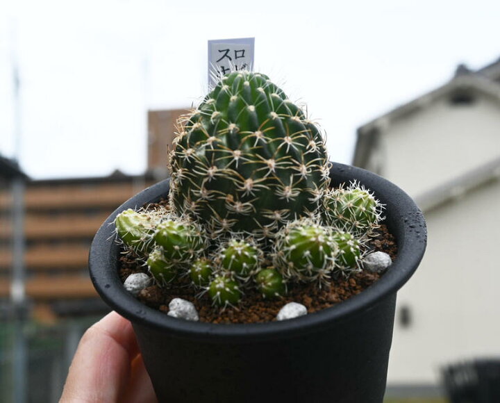 楽天市場 現品 サボテン ロビビア スキリアナ ３号 ぽこぽこ増える花サボテン 多肉植物 園芸百貨店何でも揃うこぼんさい