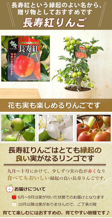 楽天市場】2025年贈り物に 鉢植え今年のプレゼントにおすすめのりんご