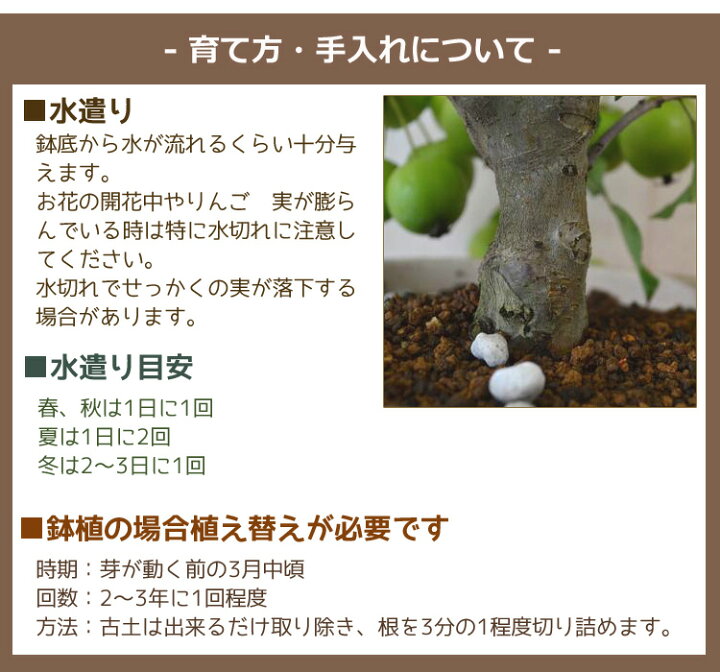 楽天市場 22年育てるりんごミニリンゴギフト育てて食べる楽しみ鉢植えりんご食べれるミニりんごです アルプス乙女りんご 園芸百貨店何でも揃うこぼんさい