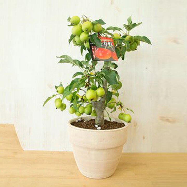 楽天市場 母の日父の日用22年贈り物に縁起の良いりんご22年鉢植えミニりんごから秋には可愛いりんご誕生日やプレゼントのお祝い鉢植リンゴりんご 鉢植え 長寿りんご 花も実も楽しめるりんごです鉢花鉢入り 園芸百貨店何でも揃うこぼんさい