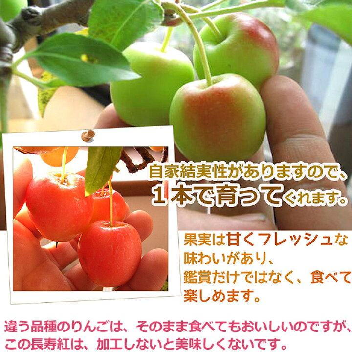 楽天市場 21年12月実がついていますクリスマスの贈り物に縁起の良いりんご21年12月ギフトに鉢植えミニりんごから秋には可愛いりんご 誕生日やプレゼントのお祝い鉢植リンゴりんご鉢植え 長寿りんご 花も実も楽しめるりんごです鉢花鉢入り 園芸百貨店何でも揃うこ 楽天市場 21年12月実がついていますクリスマスの贈り物に縁起の良いりんご21年12月ギフトに鉢植えミニりんごから秋には可愛いりんご 誕生日やプレゼントのお祝い鉢植リンゴりんご鉢植え 長寿りんご 花も実も楽しめるりんごです鉢花鉢入り 園芸百貨店何でも揃うこ