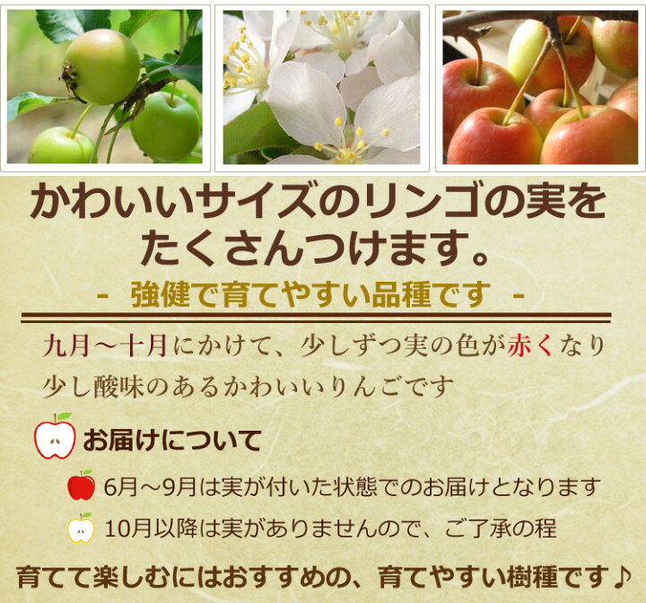 楽天市場 21年秋のプレゼントお誕生日のプレゼントに姫りんご鉢植えりんご21年贈り物にクラブアップル姫りんご 秋には 小さな可愛らしい実をたくさんつけます秋の日ギフトに 実がついています 鉢植え 園芸百貨店何でも揃うこぼんさい