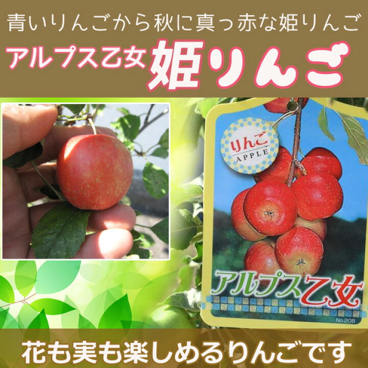 楽天市場 今季は実がついてない状態でのお届けになります ミニりんごを楽しむ鉢植えアルプス乙女りんごの鉢植えりんご鉢入りアルプス乙女りんご鉢植え果樹鉢植え 園芸百貨店何でも揃うこぼんさい
