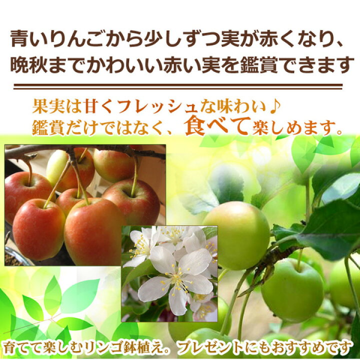 楽天市場 今季は実がついてない状態でのお届けになります ミニりんごを楽しむ鉢植えアルプス乙女りんごの鉢植えりんご鉢入りアルプス乙女りんご鉢植え果樹鉢植え 園芸百貨店何でも揃うこぼんさい 楽天市場 今季は実がついてない状態でのお届けになります ミニりんごを楽しむ鉢植えアルプス乙女りんごの鉢植えりんご鉢入りアルプス乙女りんご鉢植え果樹鉢植え 園芸百貨店何でも揃うこぼんさい