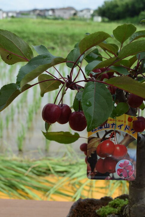 楽天市場 21年実物盆栽紅深山カイドウ 実物盆栽 みもの盆栽 小さい赤いリンゴ実付きです ミニりんご盆栽 園芸百貨店何でも揃うこぼんさい