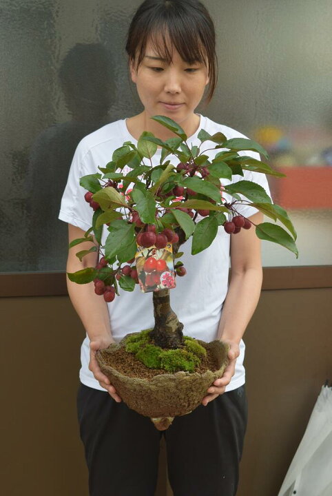 楽天市場 22年実物盆栽紅深山カイドウ 実物盆栽 みもの盆栽 小さい赤いリンゴ実付きです ミニりんご盆栽 園芸百貨店何でも揃うこぼんさい