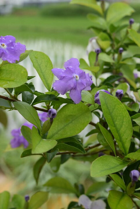 楽天市場 お誕生日プレゼントの贈り物に ２０２２年５月に開花ニオイバンマツリ 鉢植え ニオイバンマツリ 陶器鉢入り 園芸百貨店何でも揃うこぼんさい
