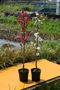 花 モモ 植木 盆栽の人気商品 通販 価格比較 価格 Com