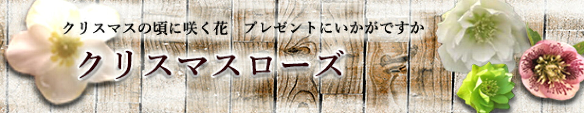 クリスマスのプレゼントにもおすすめの　クリスマスローズ