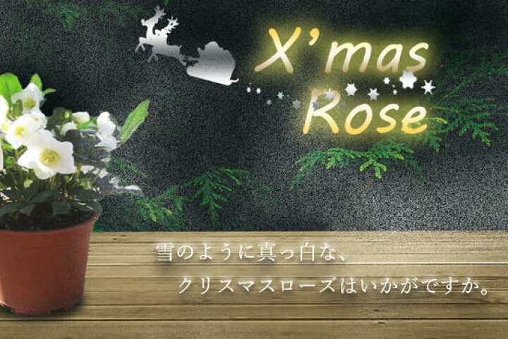 楽天市場 クリスマスローズ開花苗21年 クリスマスローズ開花株 クリスマスローズ ニゲルf1マリア クリスマスのプレゼントに蕾付の クリスマスローズです 園芸百貨店何でも揃うこぼんさい 楽天市場 クリスマスローズ開花苗21年 クリスマスローズ開花株 クリスマスローズ ニゲルf1マリア クリスマスのプレゼントに蕾付の クリスマスローズです 園芸百貨店何でも揃うこぼんさい