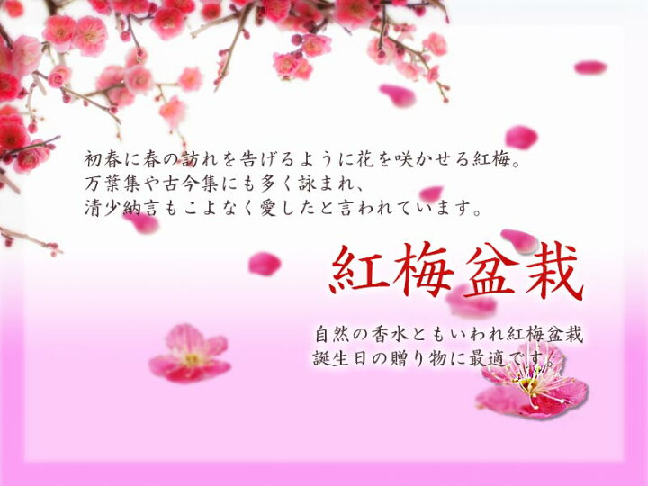 楽天市場 お祝い梅盆栽22年2月から3月に開花 香りと花の贈り物香りもお花も楽しめる 豪快に咲く紅梅盆栽 梅の樹種大盃紅一重咲き 園芸百貨店何でも揃うこぼんさい