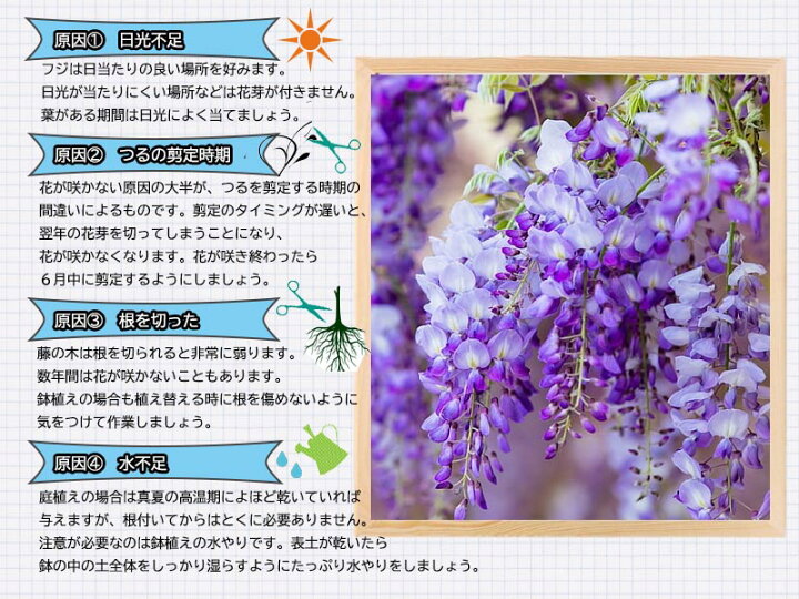 楽天市場 お誕生日ギフト藤盆栽薄紫の高貴なお花の贈り物 盆栽 藤 22年4月に開花藤盆栽となります5月のお届けは開花終了葉藤盆栽です綺麗な紫のお花と香りが楽しめます 園芸百貨店何でも揃うこぼんさい