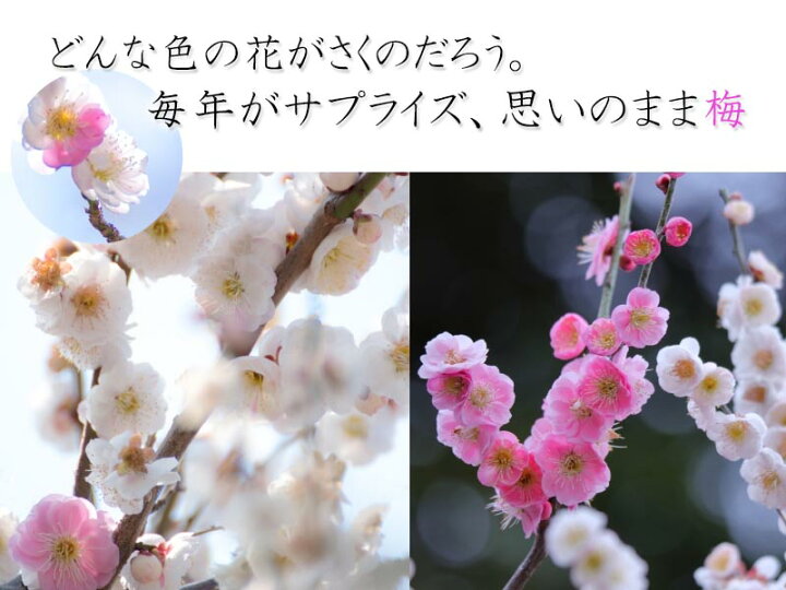 543円 最大92 Offクーポン 花梅の苗木 思いのまま 咲き分け