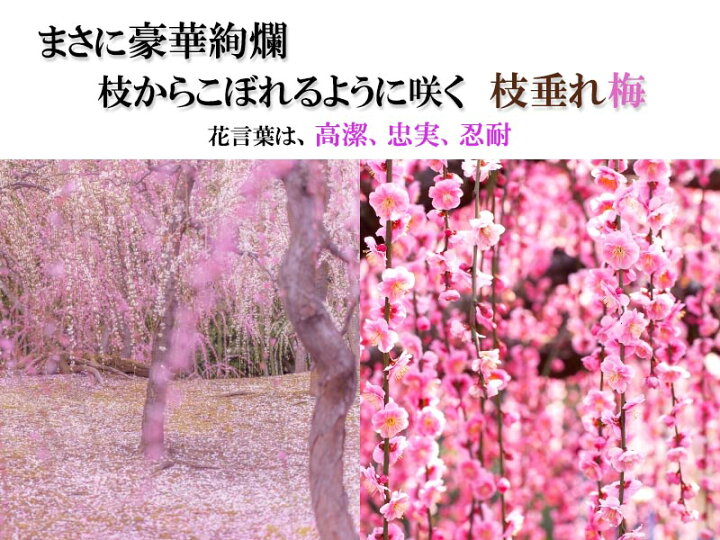 楽天市場 22年3下旬頃 4月に開花 花芽0芽以上ピンクしだれ梅苗八重シダレ梅苗当店おすすめのしだれ梅です八重しだれ梅 八重しだれ梅庭植え苗 ピンクの八重咲枝垂れ梅の梅苗 園芸百貨店何でも揃うこぼんさい