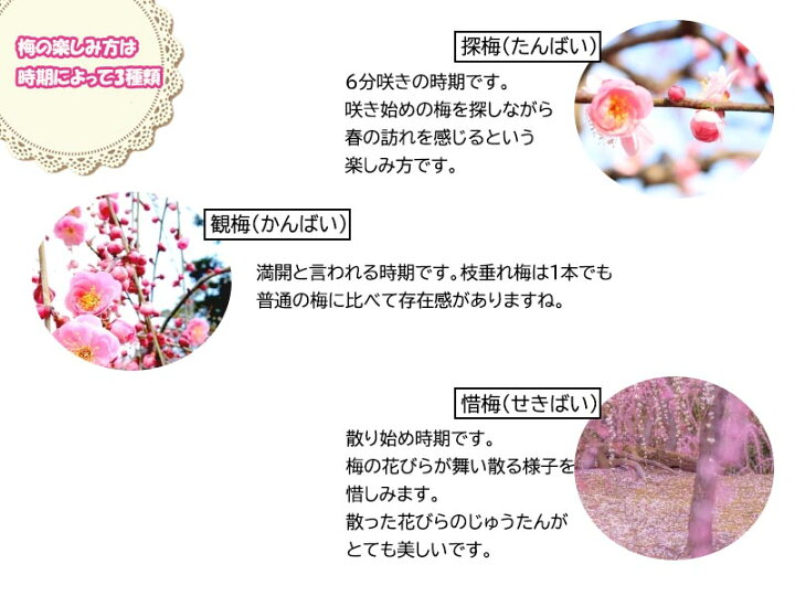 楽天市場 22年3月開花苗枝垂れ梅苗 特大 しだれ梅 大 枝垂れ梅 シダレ梅 庭木 花芽が 300芽以上あります 開花は ピンク 八重しだれ梅 園芸百貨店何でも揃うこぼんさい 楽天市場 22年3月開花苗枝垂れ梅苗 特大 しだれ梅 大 枝垂れ梅 シダレ梅 庭木 花芽が 300芽以上あります 開花は ピンク 八重しだれ梅 園芸百貨店何でも揃うこぼんさい