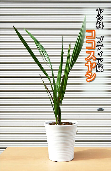 楽天市場】ココスヤシココスヤシ鉢植え南国ムード溢れる贈り物 : 園芸 