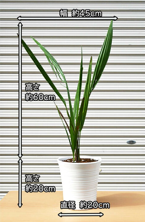 楽天市場】ココスヤシココスヤシ鉢植え南国ムード溢れる贈り物 : 園芸 