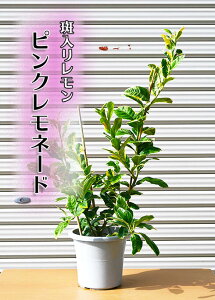 620甭2025NJԌ̂ȂHȃHȃIsNl[h@ccΐF̃XgCvJtc