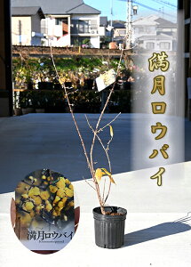 Tcؓ~ɂ肪閞EoCڂ؂̘X~c EoCcX~ }QcEoCc؍肪΂炵