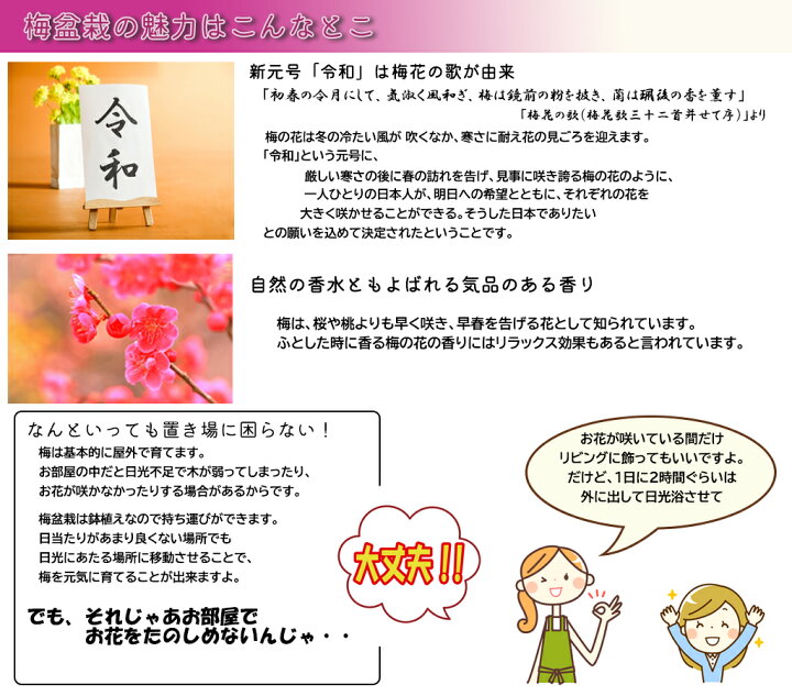 楽天市場 お祝いの贈り物盆栽22年2月 3月に開花白梅盆栽梅盆栽の贈り物盆栽 白梅盆栽梅盆栽の開花の梅花も香りもすばらしいです 玄関を彩る梅の花 白梅 園芸百貨店何でも揃うこぼんさい