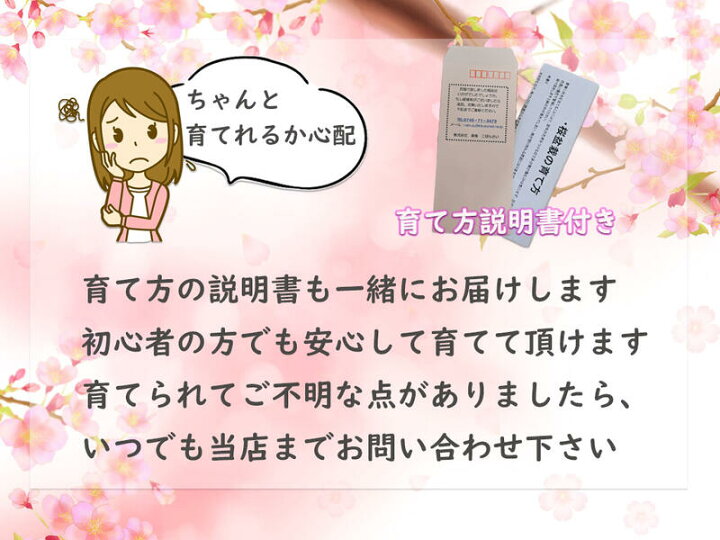 楽天市場】お誕生日プレゼントに自宅でお花見2023年4月開花盆栽桜盆栽殿場桜信楽鉢入り 御殿場桜盆栽海外でも BONSAI ボンサイ 育てて来年のお花見を楽します : 園芸百貨店何でも揃うこぼんさい 楽天市場】お誕生日プレゼントに自宅でお花見2023年4月開花盆栽桜盆栽殿場桜信楽鉢入り 御殿場桜盆栽海外でも BONSAI ボンサイ 育てて来年のお花見を楽します : 園芸百貨店何でも揃うこぼんさい