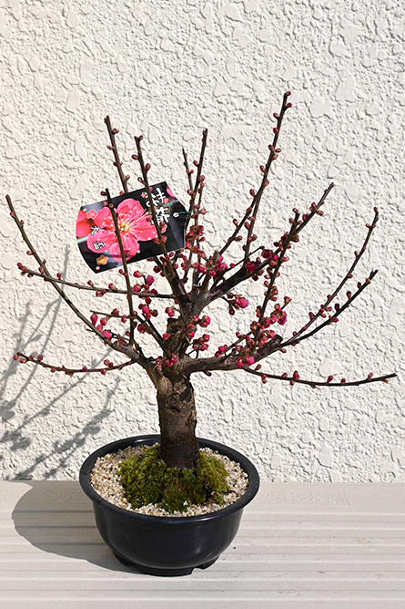 楽天市場】2月のお誕生日に梅の花贈り物にもおすすめ盆栽冬至白梅盆栽