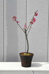 2023NJԗ\ꊦA炫̈d̍łF̍