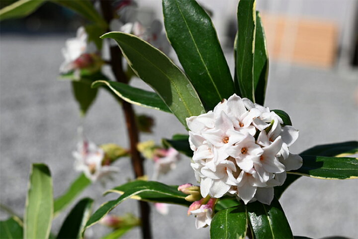 楽天市場 香りが楽しめる白花沈丁花撮影22年3月16日お買い得です 素焼き鉢入り 白花沈丁花鉢植え高貴な香り真っ白な沈丁花育て方説明書付き 園芸百貨店何でも揃うこぼんさい