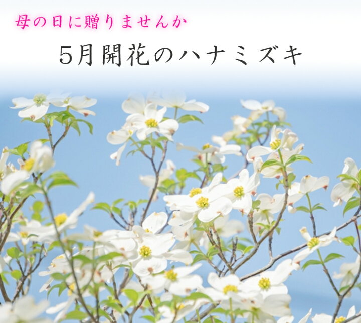 楽天市場 プレゼントにおススメ花芽付23年4月開花ハナミズキクラウドナイン開花苗記念の植樹に白花のハナミズキ花水木シンボルツリー ハナミズキ 苗木 ハナミズキ白花 クラウドナイン 園芸百貨店何でも揃うこぼんさい