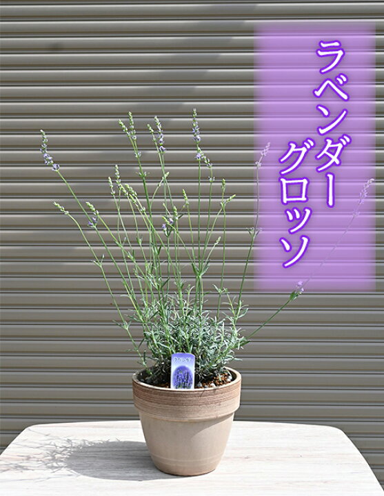 楽天市場 ラベンダーグロッソテラコッタ鉢入りラベンダーグロッソラバンディン系ドライフラワー 園芸百貨店何でも揃うこぼんさい