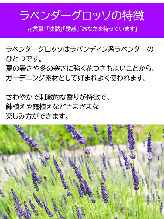 楽天市場 ラベンダーグロッソテラコッタ鉢入りラベンダーグロッソラバンディン系ドライフラワー 園芸百貨店何でも揃うこぼんさい