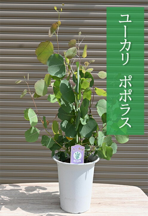 楽天市場 22年6月撮影しておりますユーカリポポラス 苗ユーカリポポラスドライフラワーシンボルツリーハート形 園芸百貨店何でも揃うこぼんさい 楽天市場 22年6月撮影しておりますユーカリポポラス 苗ユーカリポポラスドライフラワーシンボルツリーハート形 園芸百貨店何でも揃うこぼんさい