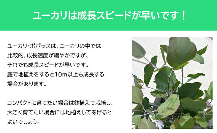 楽天市場 22年6月撮影しておりますユーカリポポラス 苗ユーカリポポラスドライフラワーシンボルツリーハート形 園芸百貨店何でも揃うこぼんさい 楽天市場 22年6月撮影しておりますユーカリポポラス 苗ユーカリポポラスドライフラワーシンボルツリーハート形 園芸百貨店何でも揃うこぼんさい