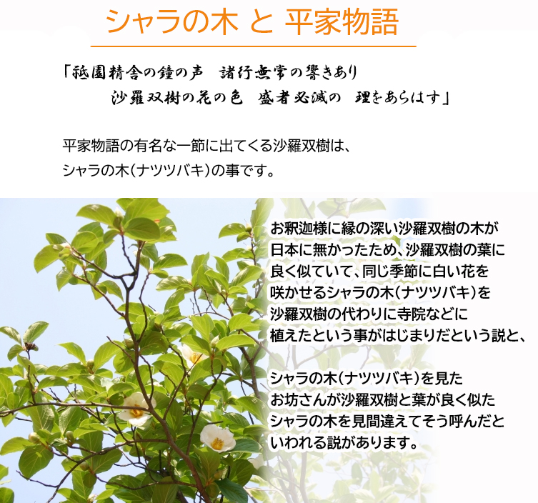 楽天市場】シャラノキ苗 ピンクシャラの木 6号 夏椿ピンク沙羅の樹