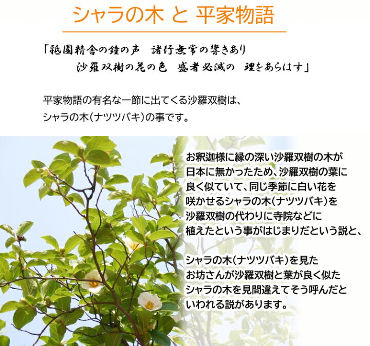 楽天市場 22年6月撮影しておりますシャラの木 苗 ピンク花夜明け前沙羅苗木6号サイズ夏椿苗ナツツバキ接ぎ木に絵のしっかりとした沙羅苗です 園芸百貨店何でも揃うこぼんさい