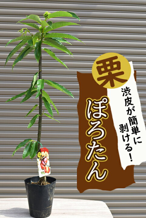 楽天市場】くりの苗しっかりとした接ぎ木苗1～2年生栗 苗 ぽろたん栗 