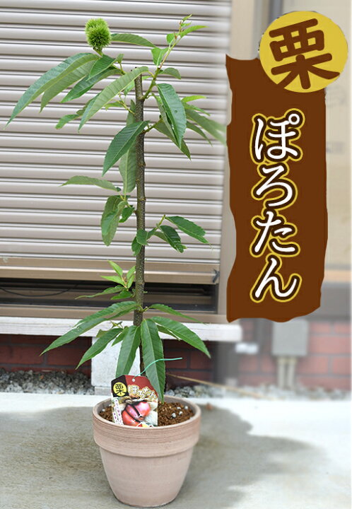 楽天市場】栗 ぽろたん テラコッタ鉢入り栗ぽろたん渋皮が剥きやすい 