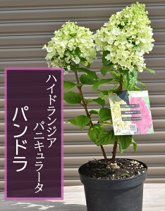 mEcMcĂnChWA pjL[^ ph@c2023N7BeĂ܂mEcMnChWApjL[^phĂ ͙̎肵