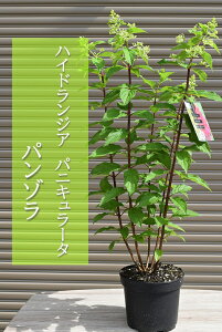 mEcMcĂ2024N7BeĂ܂nChWA pjL[^ p]@cmEcMnChWApjL[^p]Ă