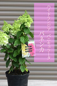 mEcMcĂnChWA pjL[^ plJ@cmEcMЋ؂nChWApjL[^plJĂ ͙̎肵Ԃł̂͂ɂ